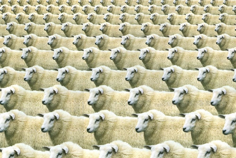 contar ovejas.JPEG