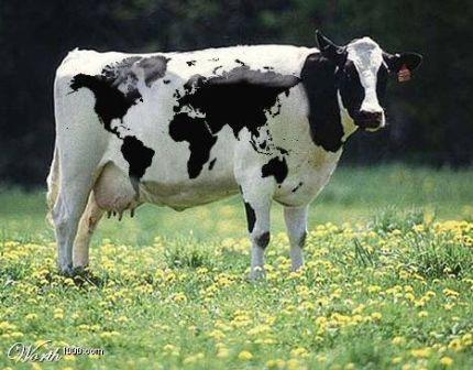 vaca.jpg