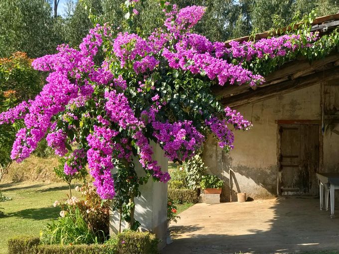 Buganvilla en Galicia.jpg