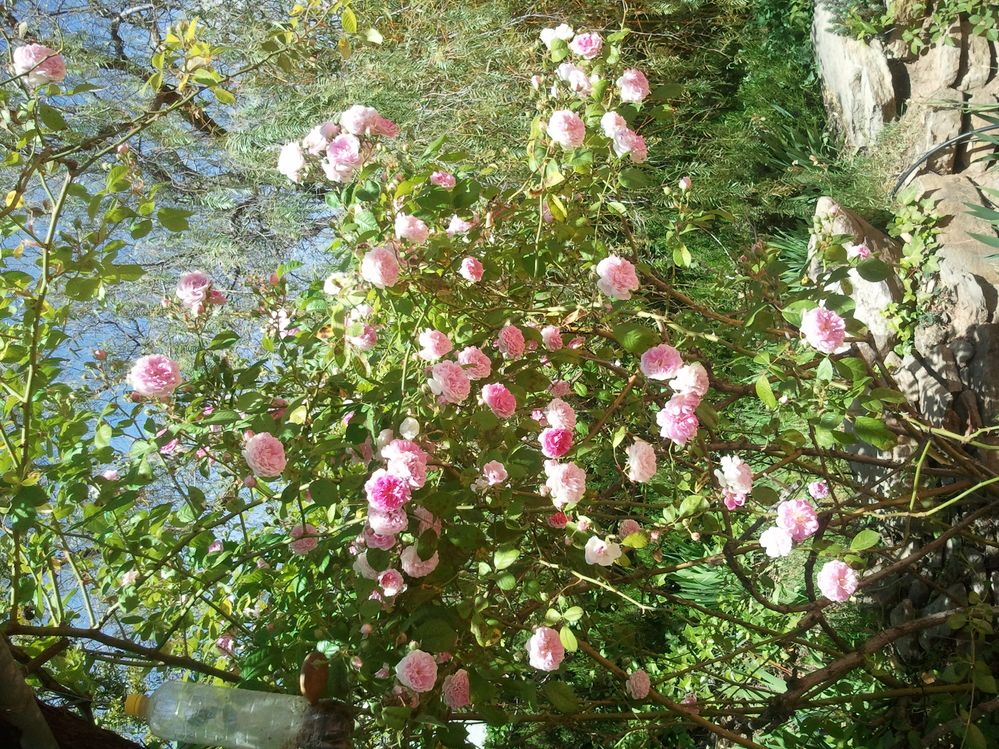 2017-04-09 13.38.39.jpg