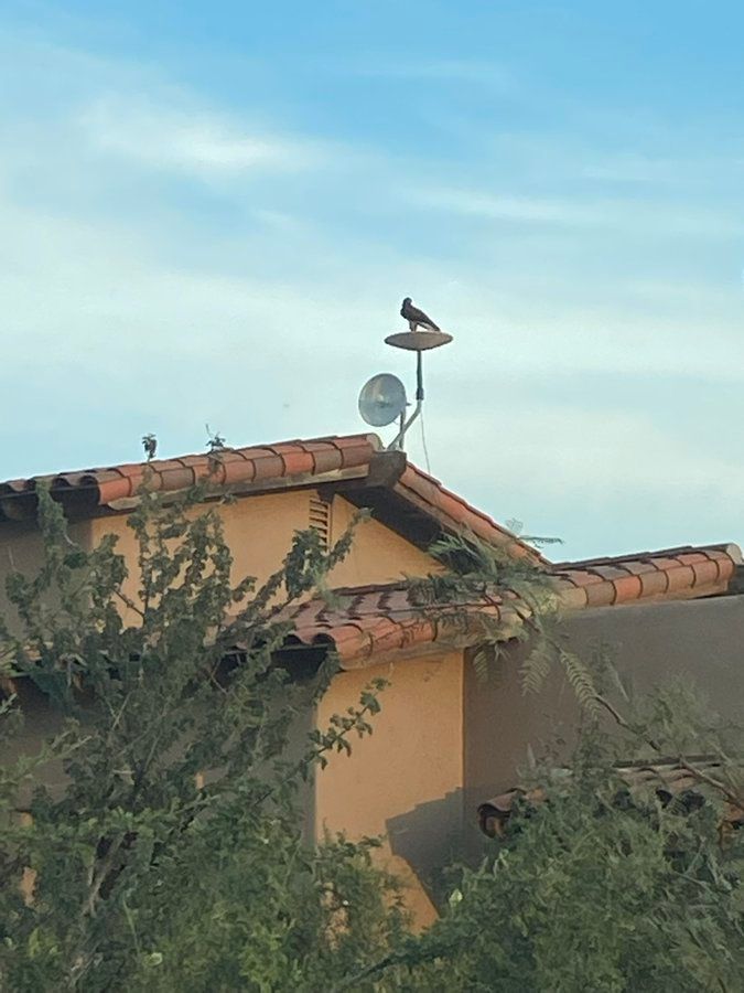 "Diferente especie (Un pájaro), mismo problema".