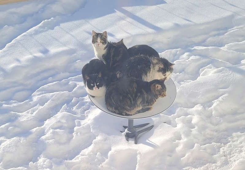 Gatos en antenas de Starlink.jpg