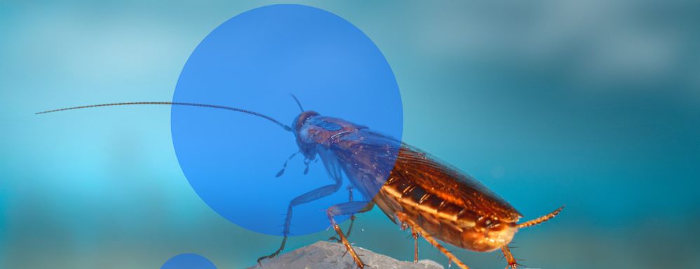 Cucaracha cyborg.jpg