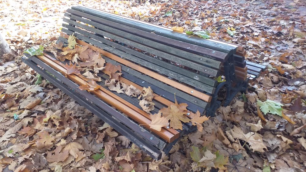 20221127 banco hojas.jpg