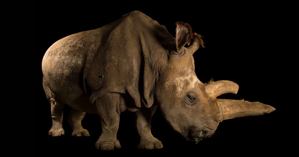 Photo_Ark_Rinoceronte_Blanco_Valencia.jpg