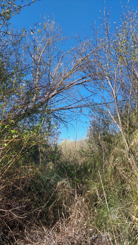 Poste teléfonico(5).jpeg