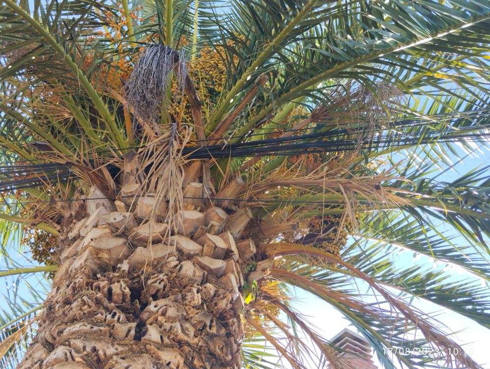 18 lineas por encima del jardin