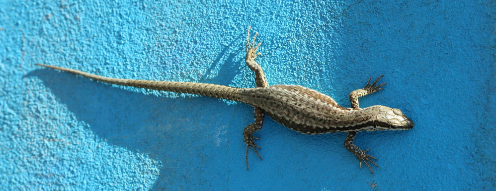 Autotomía Lagartijas Sistema Endure.png