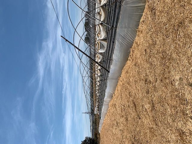 Poste sobre invernadero