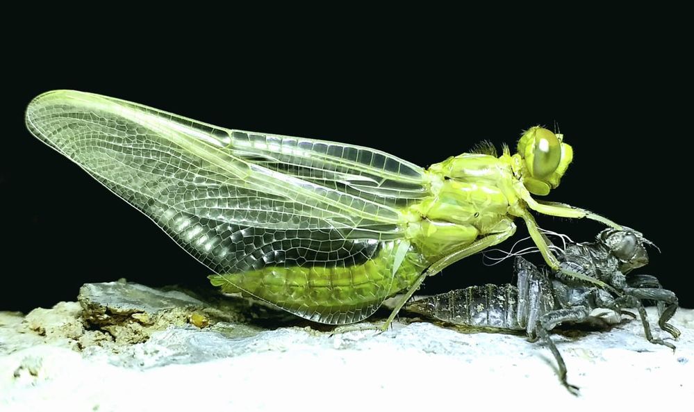 2024-8-1 libelula metamorfosis.jpg