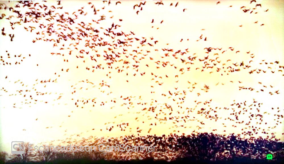 Capturas pantalla TVn_2.jpg