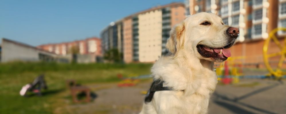 Efecto doble cámara en Honor 6X.jpg