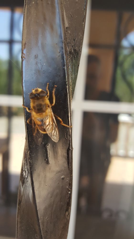 Insectos de la Naturaleza.jpg