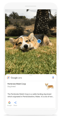 Google lens_animales Movistar.png